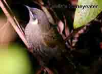 Honeyeater